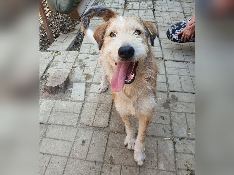 ♥CHAP♥ hübscher, ganz zutraulicher und neugieriger Gute-Laune-Hund 57 cm