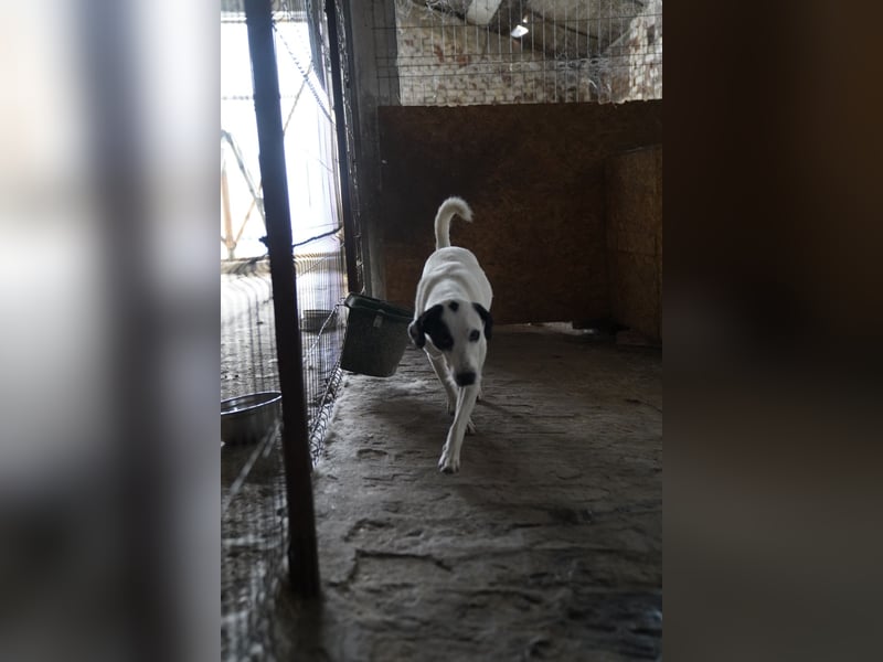 Notfell⭐️GEORGIA⭐️, traumhafte, junge Hündin, 2,5 Jahre, 57cm, Mischling, Tierschutz Rumänien
