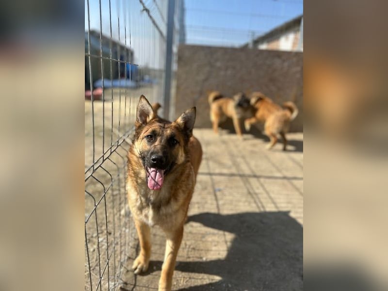 ⭐️TINNI⭐️, tolle Malinois-Mix Hündin, 1 Jahr, 53 cm, Mischling, Tierschutz Rumänien