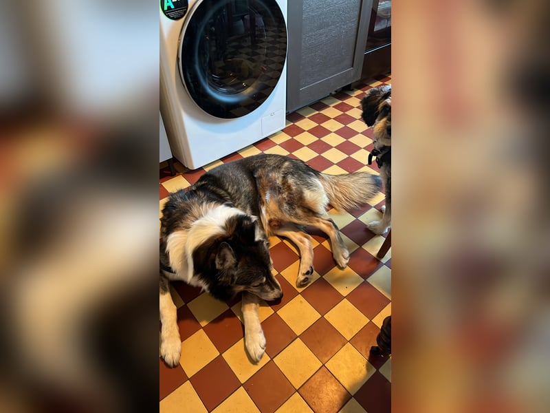 PUCKI, Husky-Border Collie-Mix, 7 Jahre, 60 cm, Pflegestelle Düsseldorf, Tierschutz