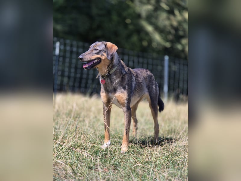 AMY, liebe Frohnatur, 2,5 Jahre, 59 cm, Mischling, Pflegestelle 57635, Tierschutz Rumänien