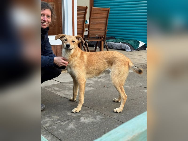 ♥GORBI♥ auf Pflegestelle bei Köln - aufgeschlossener, fröhlicher, anhänglicher Junior 52 cm