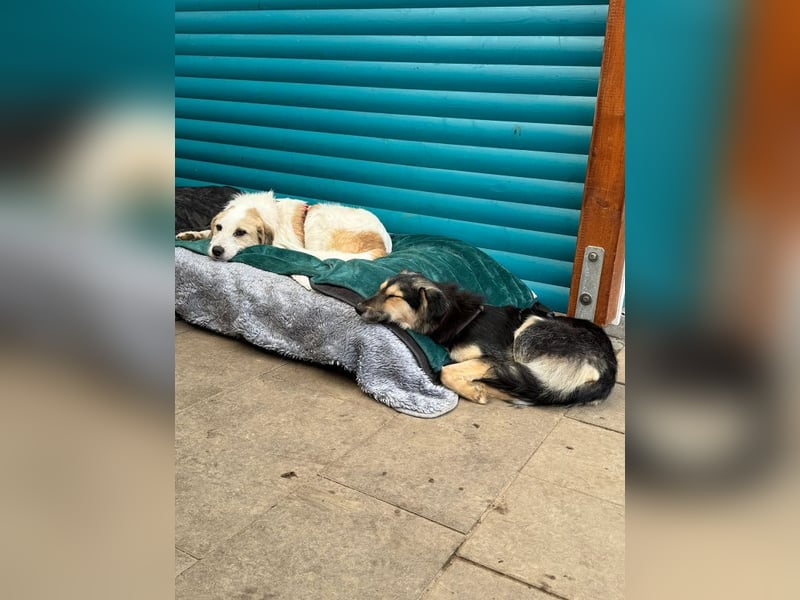 ♥ISABELLA♥ neu auf PS bei Köln - lebendige, kluge Schönheit mit ganz weichem Fell 51cm