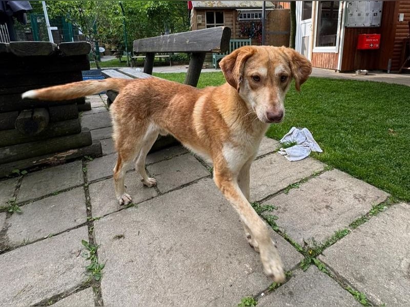 ♥GHANDI♥ neu auf Pflegestelle bei Köln - wunderbarer, ganz menschenbezogener Rüde 57 cm