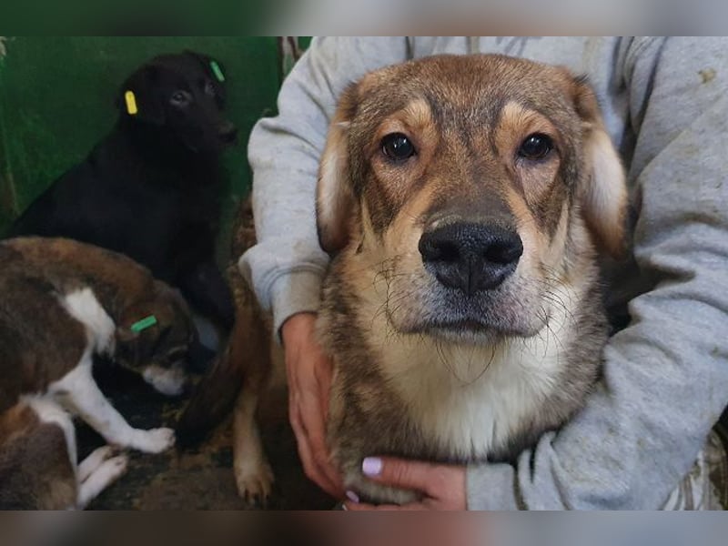 ♥MARLIN♥ ruhiger, lieber, vorsichtiger Rüde, der im Tierheim völlig überfordert ist 52 cm