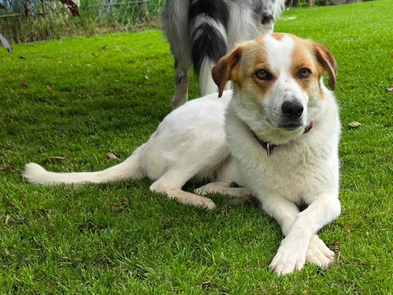 ♥BRAJA♥ auf Pflegestelle bei Leverkusen - wundervolle, verschmuste Hündin, die begeistert 54cm