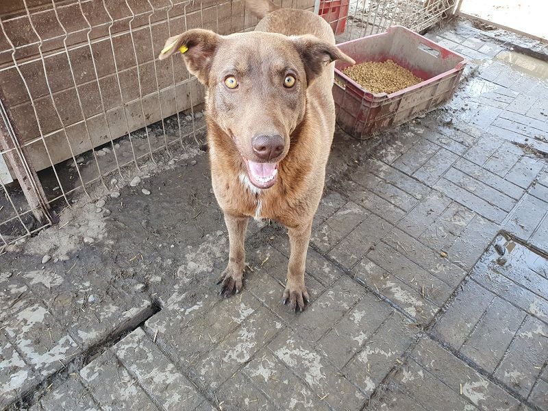 ♥THEA♥ sehr menschenbezogene, hübsche, verschmuste Hündin 54 cm