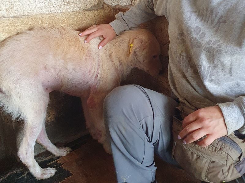 ♥MICHA♥ süßer, ganz sanfter, zurückhaltender, aber völlig erschöpfter und viel zu dünner Rüde 53 cm