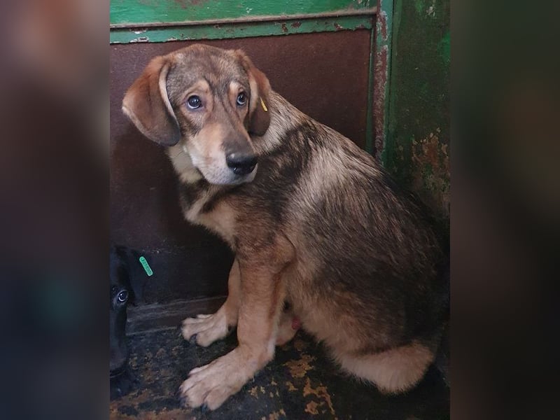 ♥MARLIN♥ ruhiger, lieber, vorsichtiger Rüde, der im Tierheim völlig überfordert ist 52 cm