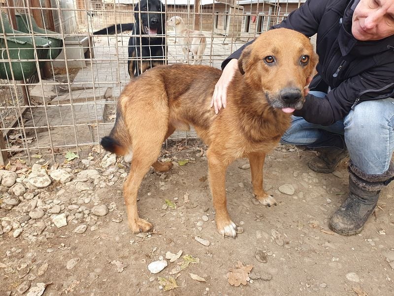 ♥GINO♥ 53 cm; Wer einen aufgeschlossenen, lebensfrohen Rüden sucht, ist bei Gino genau richtig