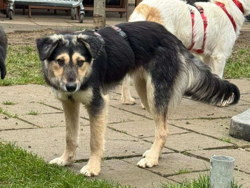 ♥ISABELLA♥ neu auf PS bei Köln - lebendige, kluge Schönheit mit ganz weichem Fell 51cm