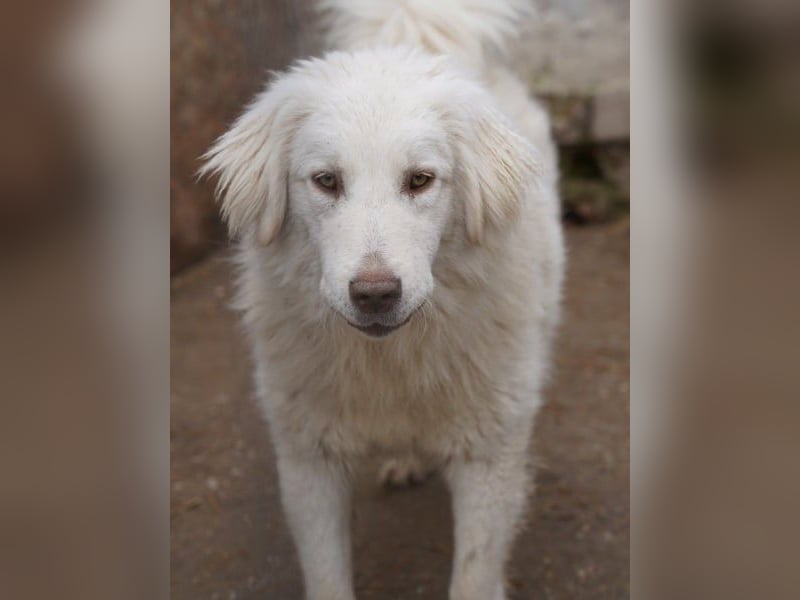 ⭐️DEXI⭐️, schüchterne Schönheit, Hündin, 1,5 Jahre, ca. 55cm, Mischling, Tierschutz Rumänien