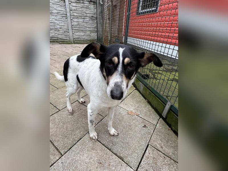 ♥AMANDA♥ auf Pflegestelle bei Köln - süße, verschmuste und unkomplizierte Hündin 54 cm