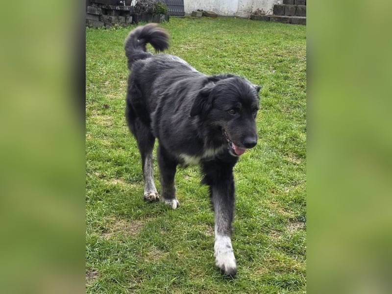 ♥SVENJA♥ auf Pflegestelle bei Leverkusen - wunderschöne, verschmuste Hündin mit längerem Fell 54cm