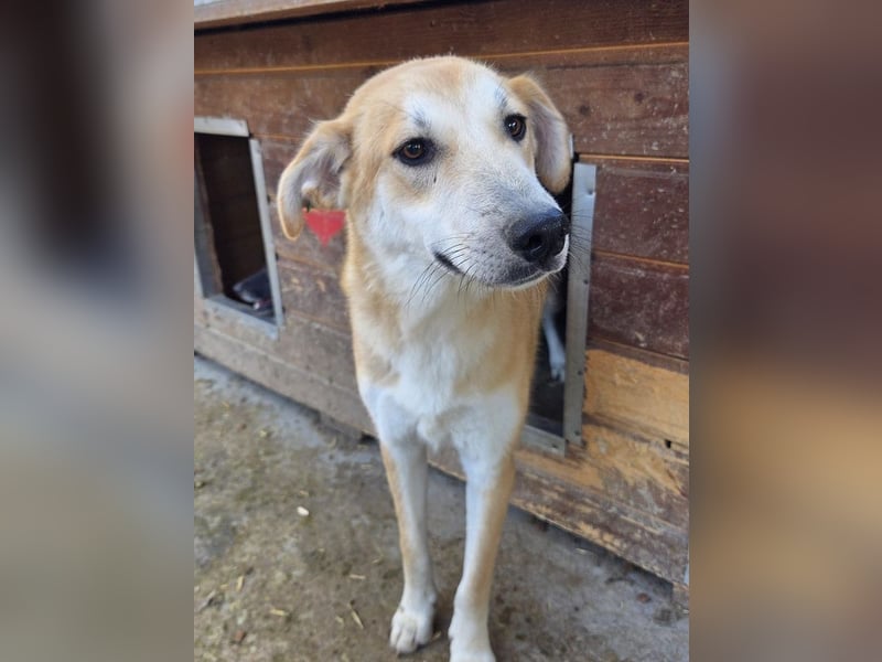 ♥RANDY♥ wunderschöner creme-weißer, anfangs noch zurückhaltender, ganz lieber Jungrüde 57 cm