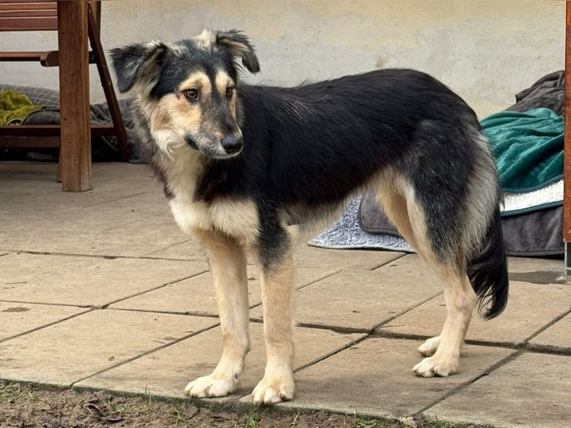 ♥ISABELLA♥ neu auf PS bei Köln - lebendige, kluge Schönheit mit ganz weichem Fell 51cm