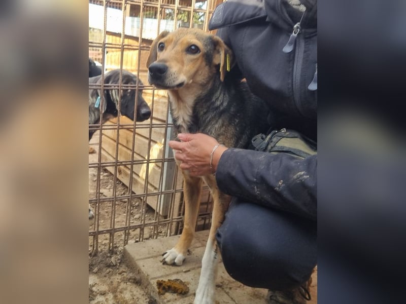 ♥STELLA♥ wunderbare, sehr liebe Seele von einer Hündin 53 cm