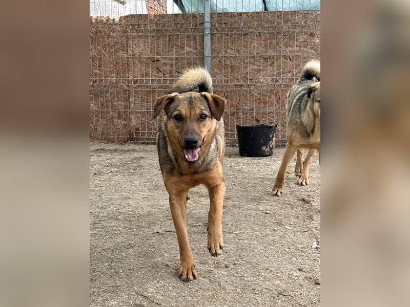 ⭐️WUMMEL⭐️, toller Hundekumpel, Rüde, 2,5 Jahre, 52 cm, Mischling, Tierschutz Rumänien