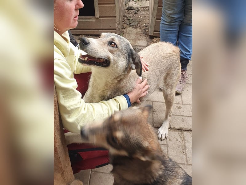 ♥QUENTIN♥ unglaublich menschenbezogener, verschmuster Rüde, der schon ein Zuhause hatte 55 cm