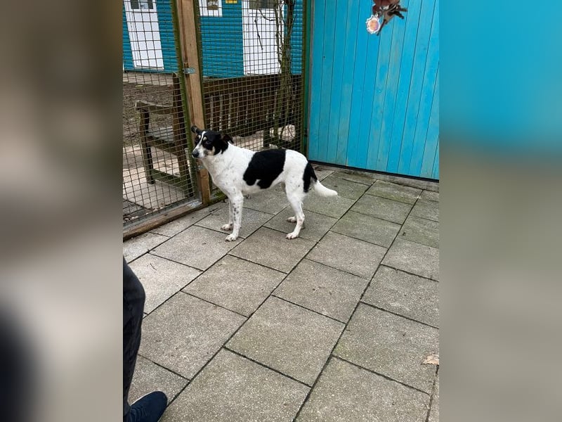 ♥AMANDA♥ auf Pflegestelle bei Köln - süße, verschmuste und unkomplizierte Hündin 54 cm