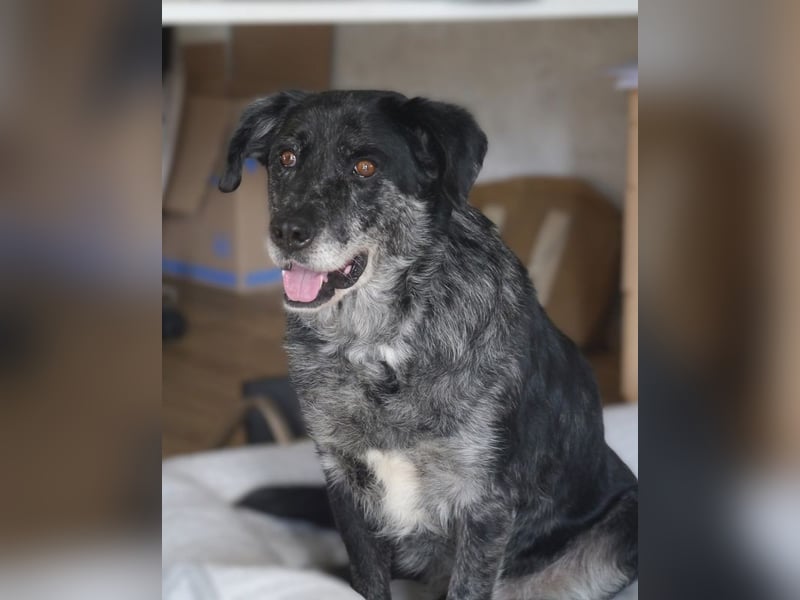 ♥JACKO♥ auf Pflegestelle bei Köln - unglaublich lieber und menschenbezogener Senior 51cm