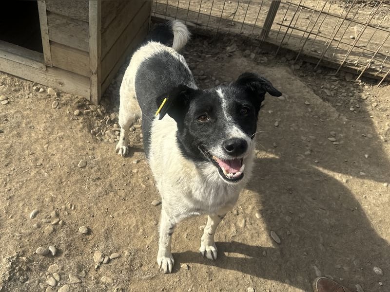 ♥ANGEL♥ so menschenbezogene, liebesbedürftige Hündin,die sich verzweifelt nach Zuneigung sehnt 46cm