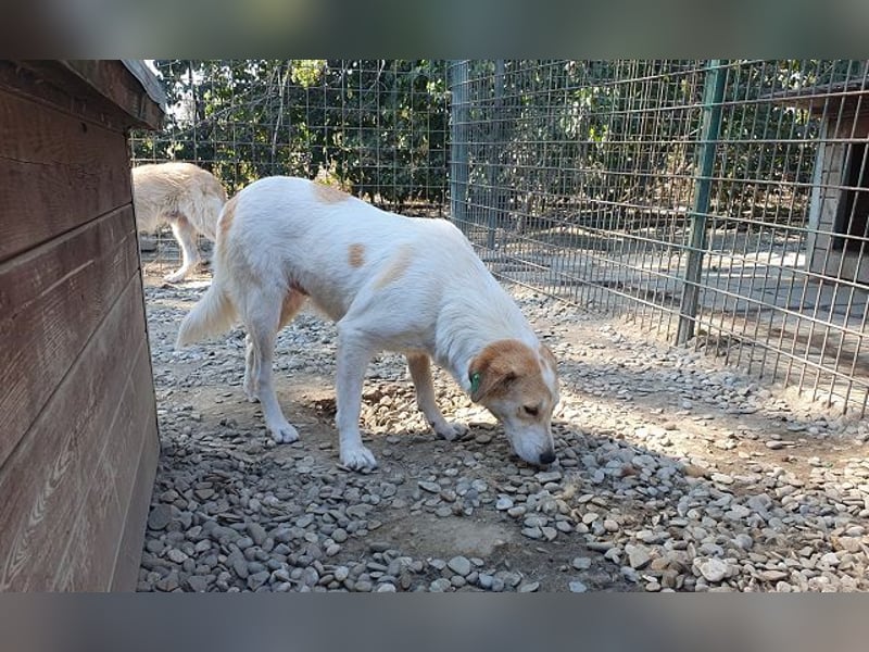 ♥CINDY♥ wunderschöne, neugierige Hündin, die noch unsicher im Umgang mit Menschen ist 54 cm