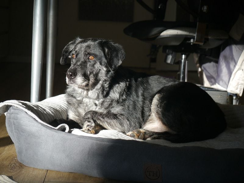 ♥JACKO♥ auf Pflegestelle bei Köln - unglaublich lieber und menschenbezogener Senior 51cm