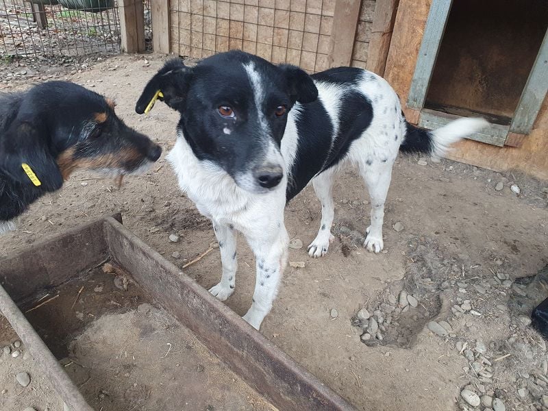 ♥ANGEL♥ so menschenbezogene, liebesbedürftige Hündin,die sich verzweifelt nach Zuneigung sehnt 46cm