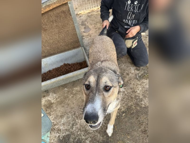 ♥TORA♥ unglaublich liebe, sehr aufgeschlossene, verschmuste Hündin - einfach ein Schatz 56 cm