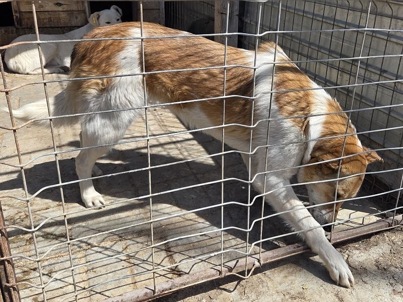 ♥SALINA♥ hübsche, so liebenswerte, sensible Hündin, die unglaubliche 5 Jahre im Tierheim wartet 56cm