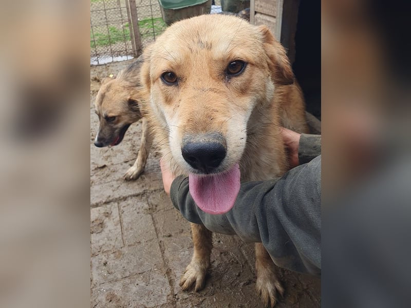 ♥NAEMI♥ ganz aufgeschlossene, verspielte, witzige Hündin 53 cm - ein echter Sonnenschein