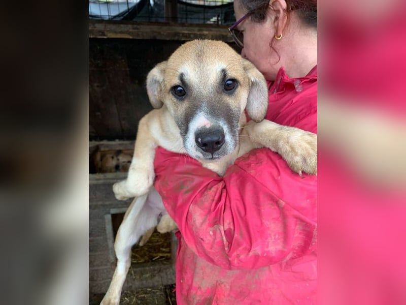 ♥BONNIE♥ zuckersüße, verspielte Junghündin, die schnell ausreisen sollte - wird größer