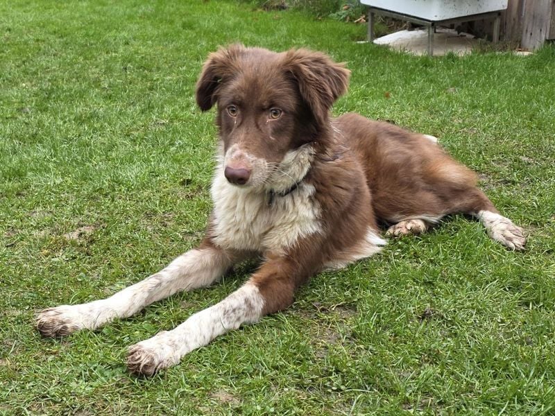 ♥LYRA♥ neu auf Pflegestelle bei Leverkusen - wunderschöne, ganz liebe, sensible Seele 53 cm