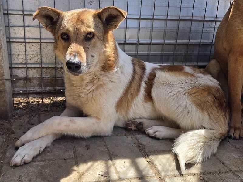 ♥SALINA♥ hübsche, so liebenswerte, sensible Hündin, die unglaubliche 5 Jahre im Tierheim wartet 56cm