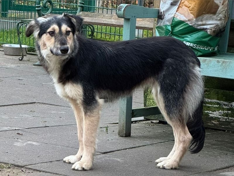 ♥ISABELLA♥ neu auf PS bei Köln - lebendige, kluge Schönheit mit ganz weichem Fell 51cm