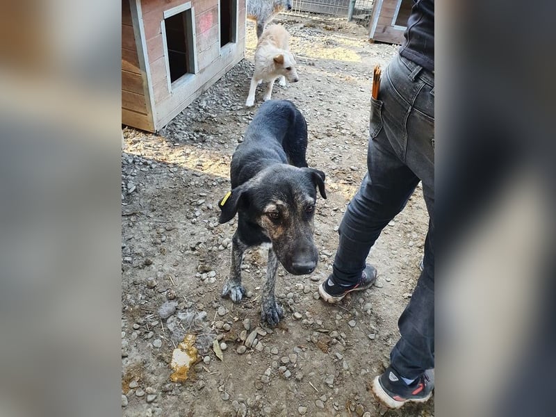 ♥SICCO♥ zu dünner, verschmuster, sehr menschenbezogener Rüde 60 cm