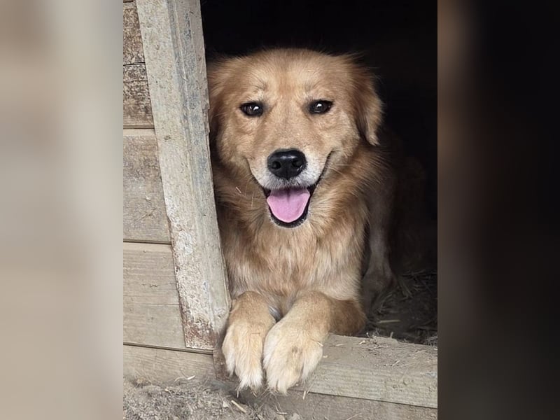 ♥JAKOB♥ süßer, anhänglicher Rüde voller Emotionen, der so viel Herz und Lebensfreude hat 56 cm