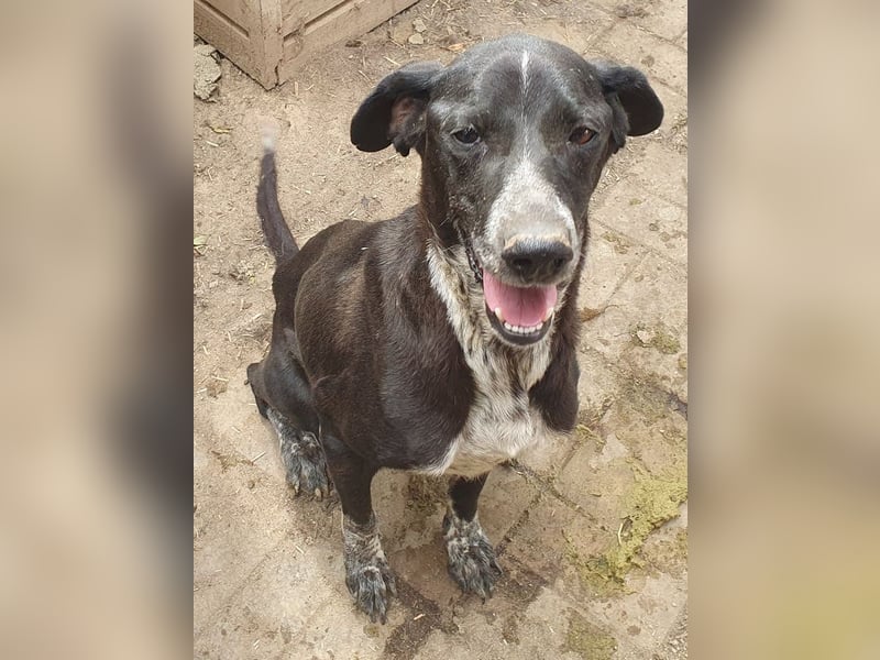 NOTFALL ♥AYLA♥ sehr menschenbezogene, bewegungsfreudige, viel zu dünne Junghündin 54 cm