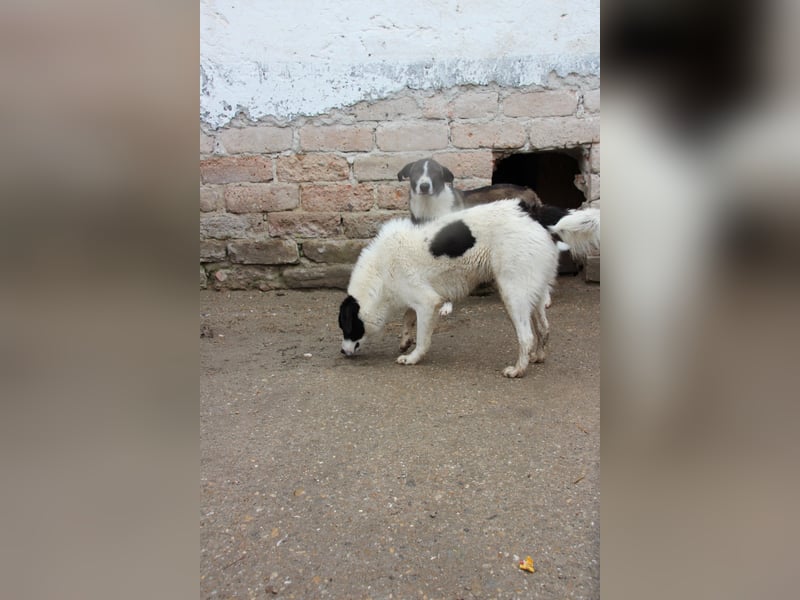 ⭐️SNOOPY⭐️, Spaßvogel und Spielkamerad, Rüde, 1,5 Jahre, 51 cm, Mischling, Tierschutz Rumänien