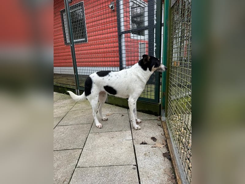 ♥AMANDA♥ auf Pflegestelle bei Köln - süße, verschmuste und unkomplizierte Hündin 54 cm