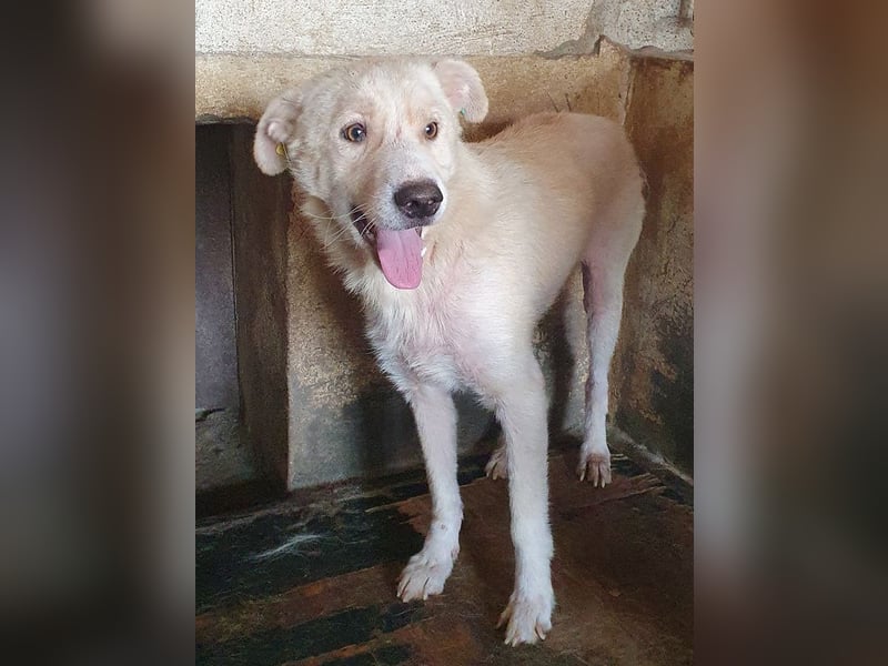 ♥MICHA♥ süßer, ganz sanfter, zurückhaltender, aber völlig erschöpfter und viel zu dünner Rüde 53 cm