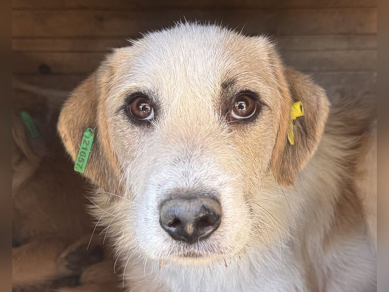 ♥MARLON♥ neu auf Pflegestelle bei Köln - lieber, zurückhaltender, zu dünner Drahthaar-Rüde 54cm