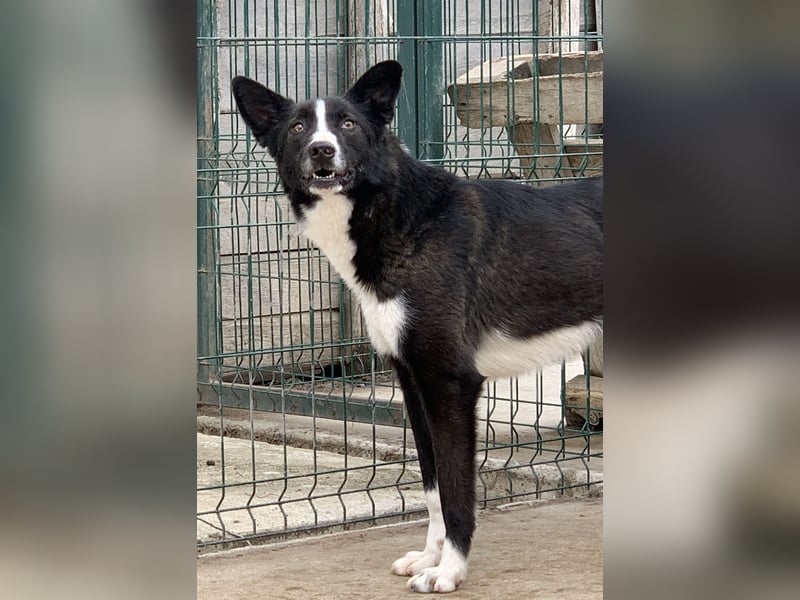 ⭐️CODI⭐️, Border Collie-Mischling, 8 Jahre, 54 cm, Mischling, Tierschutz Rumänien