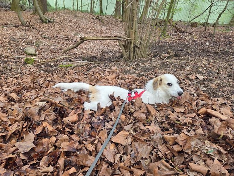 ♥MARLON♥ auf Pflegestelle bei Köln - hübscher, sehr menschenbezogener, kluger und aktiver Rüde 54 cm