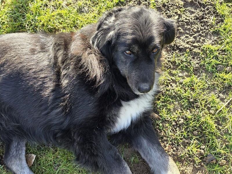 ♥SVENJA♥ auf Pflegestelle bei Leverkusen - wunderschöne, verschmuste Hündin mit längerem Fell 54cm