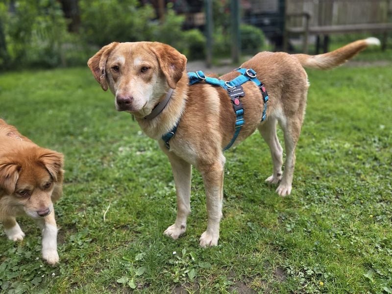 ♥GHANDI♥ neu auf Pflegestelle bei Köln - wunderbarer, ganz menschenbezogener Rüde 57 cm