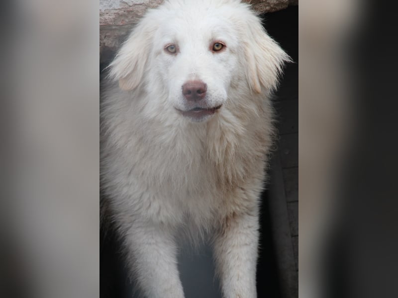 ⭐️DEXI⭐️, schüchterne Schönheit, Hündin, 1,5 Jahre, ca. 55cm, Mischling, Tierschutz Rumänien