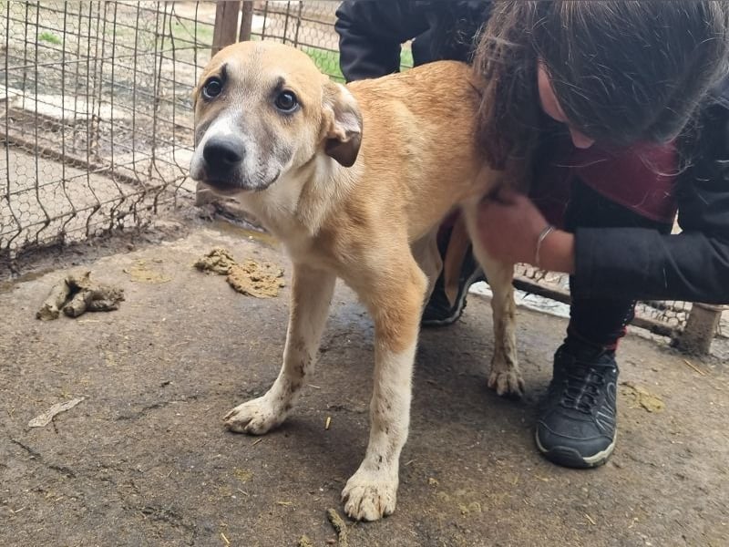 ♥BONNIE♥ zuckersüße, verspielte Junghündin, die schnell ausreisen sollte - wird größer
