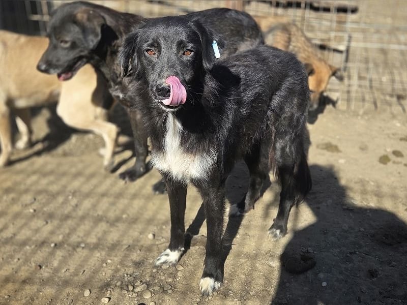 ♥MAURILIO♥ zuckersüßer, sanfter, noch vorsichtiger Rüde, der schon 3 Jahre im Tierheim lebt 55 cm